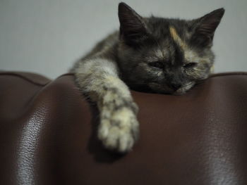 Portrait of cat resting on sofa at home