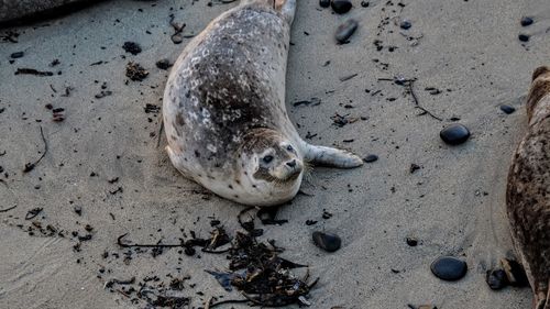 High angle view of seal at sandy beach