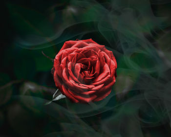 Close-up of rose in fog