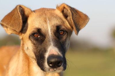 Close-up portrait of dog