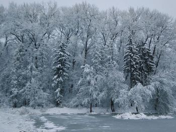 Frozen trees on snow covered field
