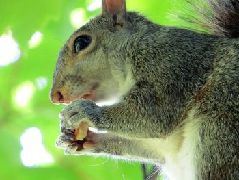 Close-up of monkey