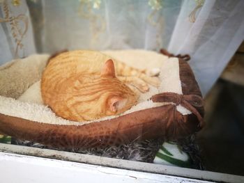 High angle view of cat sleeping