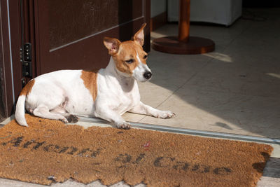 Close-up of dog sitting at doorway