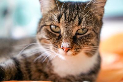 Close-up portrait of cat