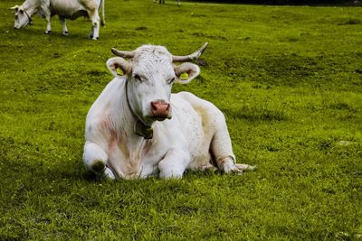 Portrait of sheep on grassy field