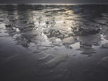 Flock of birds in sea