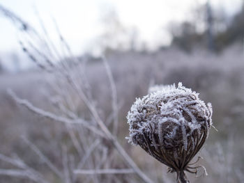 Close-up of snow on leaf during winter