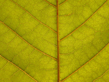 Full frame shot of leaf