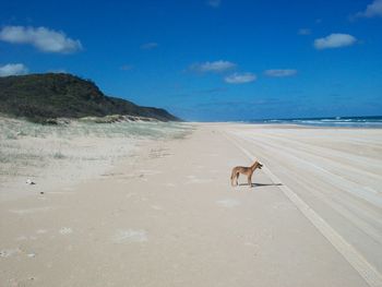 Dog on beach against sky