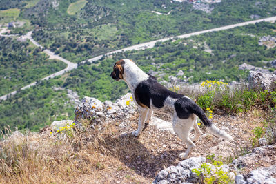 Side view of a dog on land