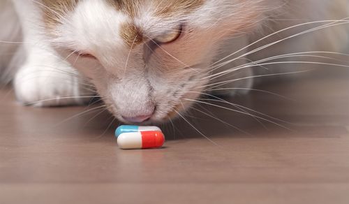 Close-up of cat smelling medicines on table
