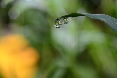 Close-up of water drops on plant