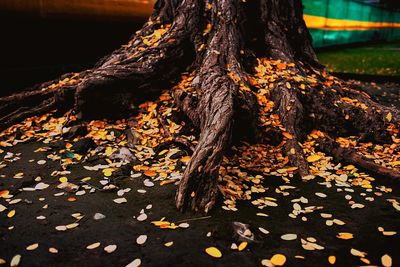 Close-up of tree trunk during autumn