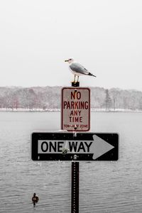 Seagull perching on road sign by sea against clear sky