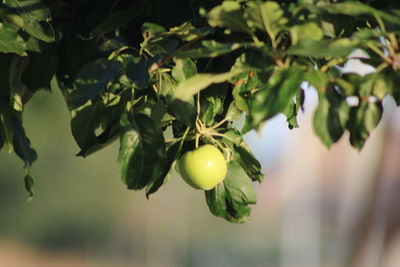 Close-up of fruits growing on tree