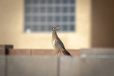 Arizona roadrunner