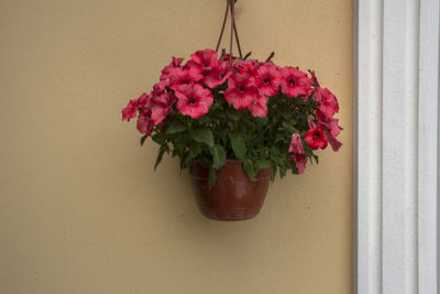 Close-up of potted plant against wall