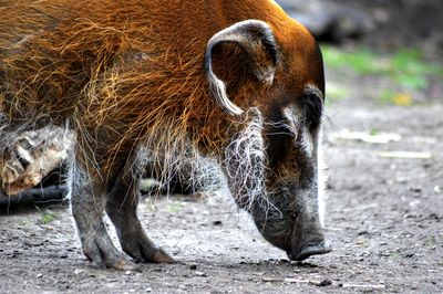 Close-up of red river hog in forest