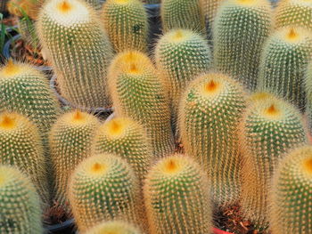 Full frame shot of succulent plant