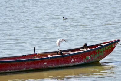 Birds in sea