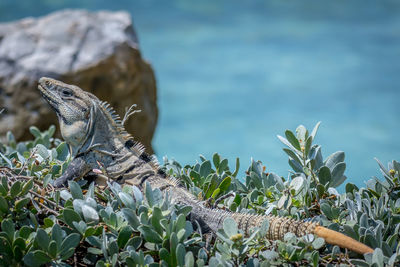 Close-up of lizard on plant