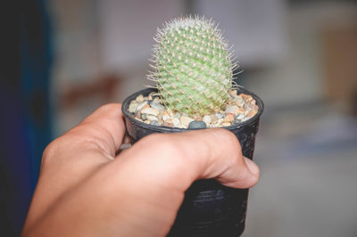 Close-up of hand holding succulent plant