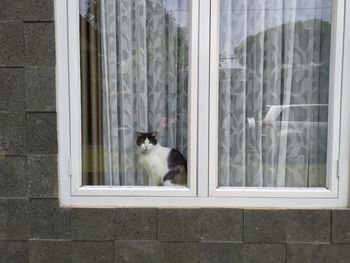 Cat looking through window