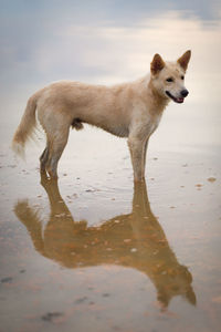 Dog standing on beach