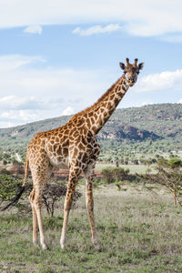 Giraffe standing on field against sky