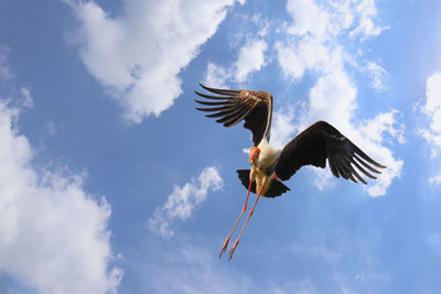 Low angle view of eagle flying against sky