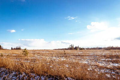 Scenic view of agricultural field against blue sky