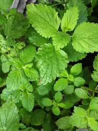 Full frame shot of green leaves