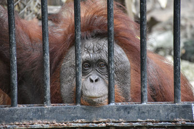 Portrait of orangutan in cage at zoo