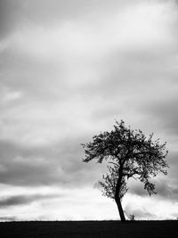 Tree on field against sky