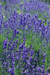 Close-up of purple flowering plants on field