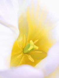 Macro shot of yellow flower