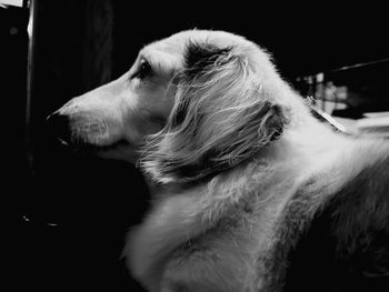 Close-up of dog looking away