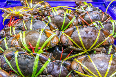 Fresh-caught seafood for sale at a street market