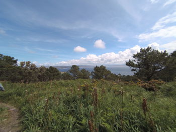 Scenic view of field against sky