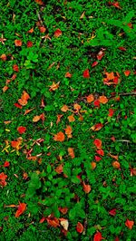 High angle view of flowering plants on field