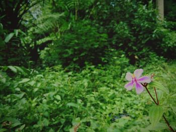 Close-up of pink flowering plants on field