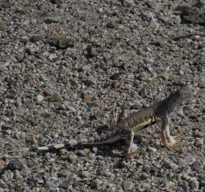 Close-up of lizard