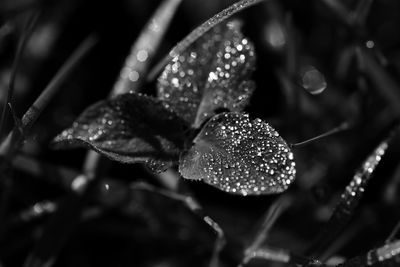 Close-up of raindrops on leaves