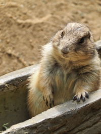 Close-up of prairie dog on rock