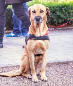 Portrait of dog