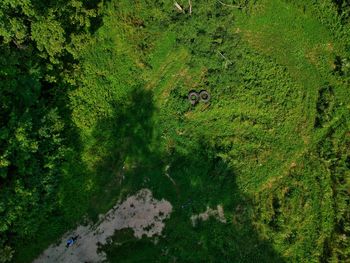 High angle view of plants in forest