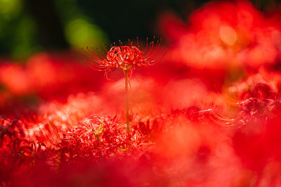 Red spider lily