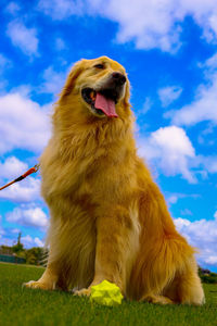 Dog sitting in a field