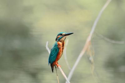 Common kingfisher perching on a branch